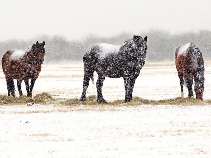 Tips for Watering Horses in Winter