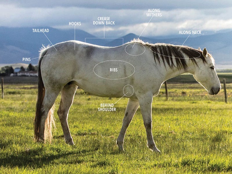 Body Condition Scoring for Horses