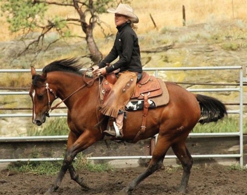 diy horse hacks (2)