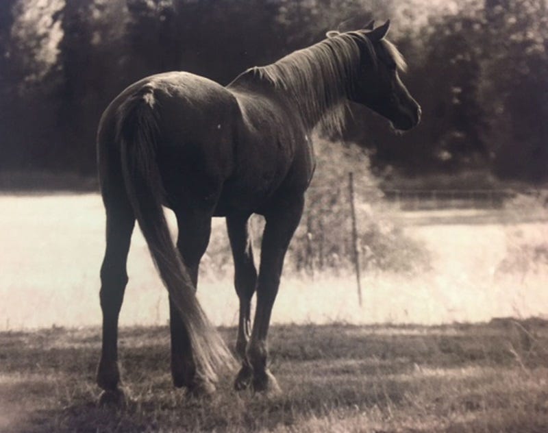diy horse hacks (3)