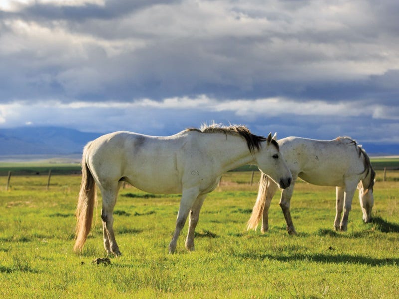 Horses and Flaxseed: Why is it a Good Idea to Supplement your Horse wi...