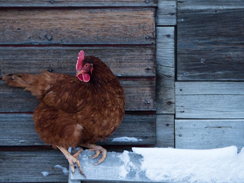 Your (almost) Complete Guide to Chickens