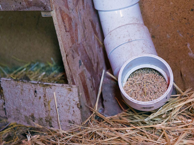 Chicken Chow: An Easy DIY Feeder Story