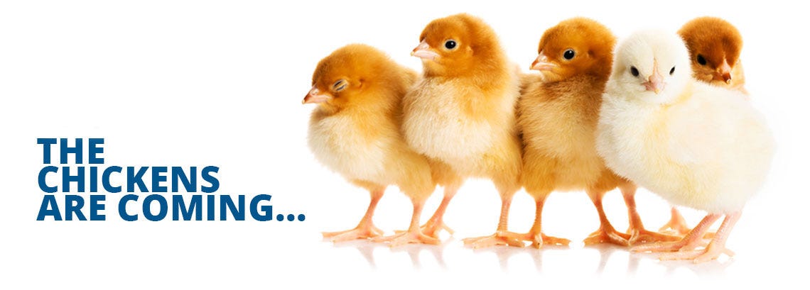 chicken1