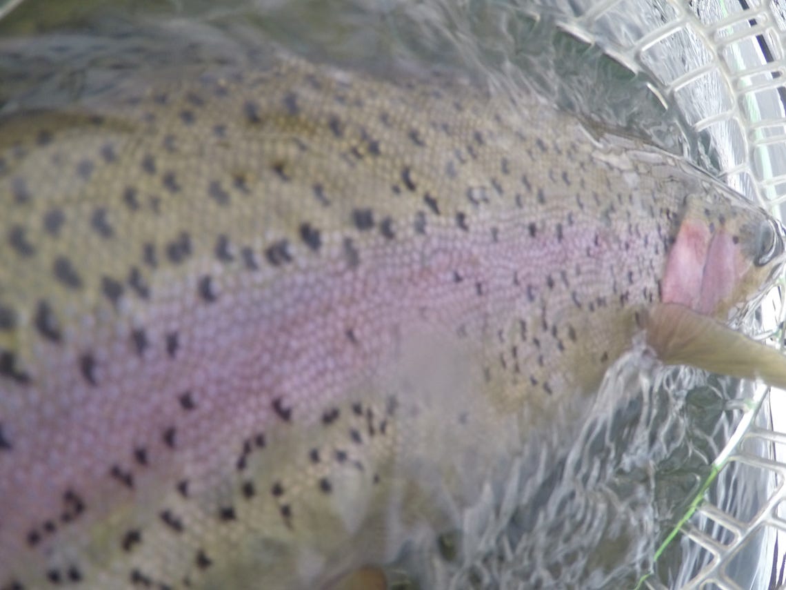 clark-fork-2