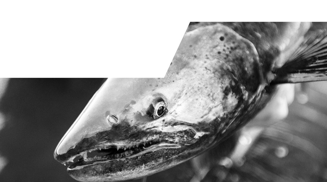 fish