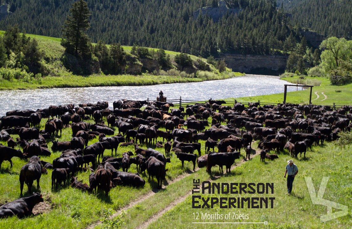 the-anderson-experiment