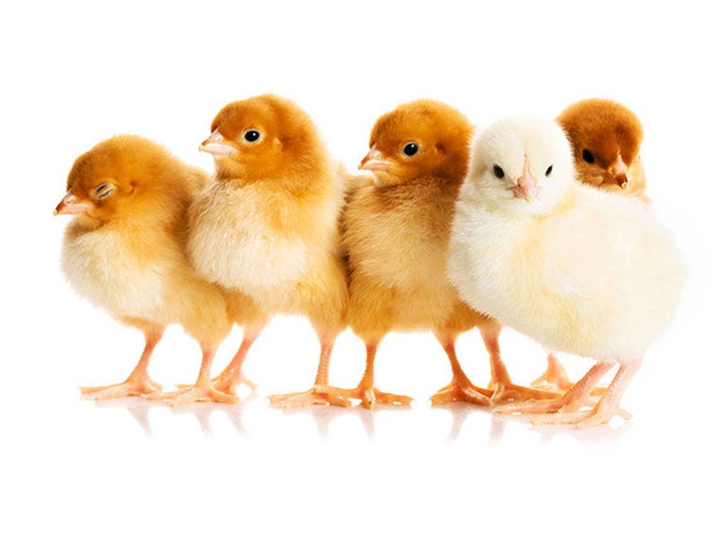 The Chickens Are Coming