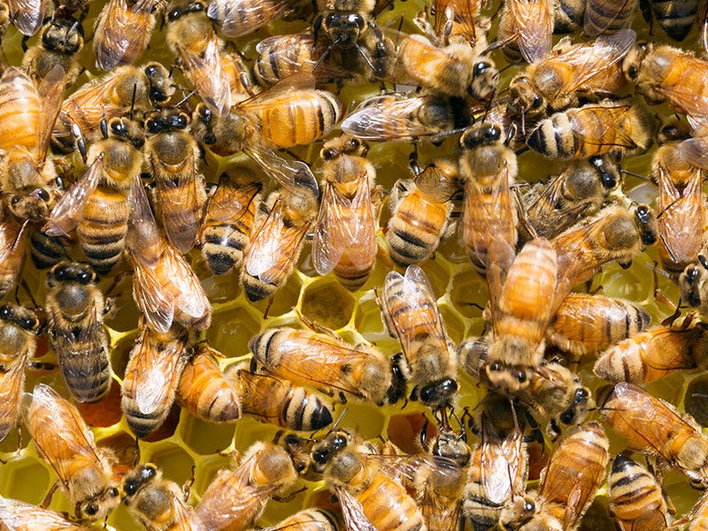 Bees on a honeycomb.