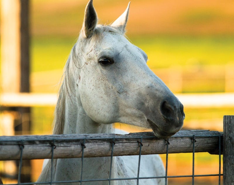 year-round-horse-health-tips-6