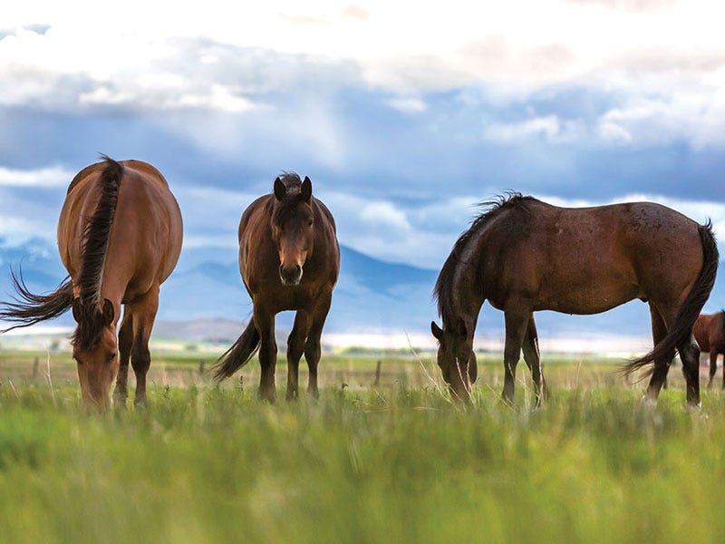 Year-Round Tips to Keep Your Horse Healthy