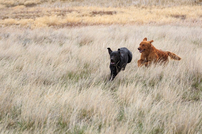 Grain-Free-Dog-Food