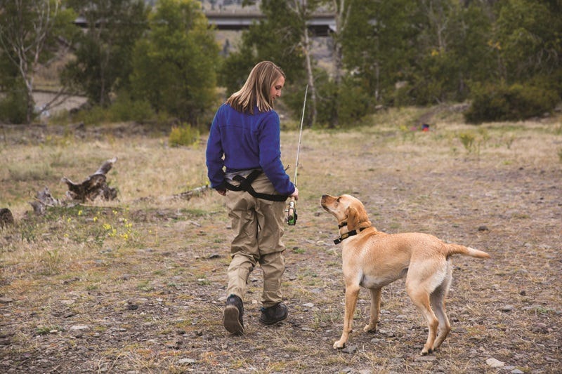 Grain Free Dog Food Who Needs It (2)