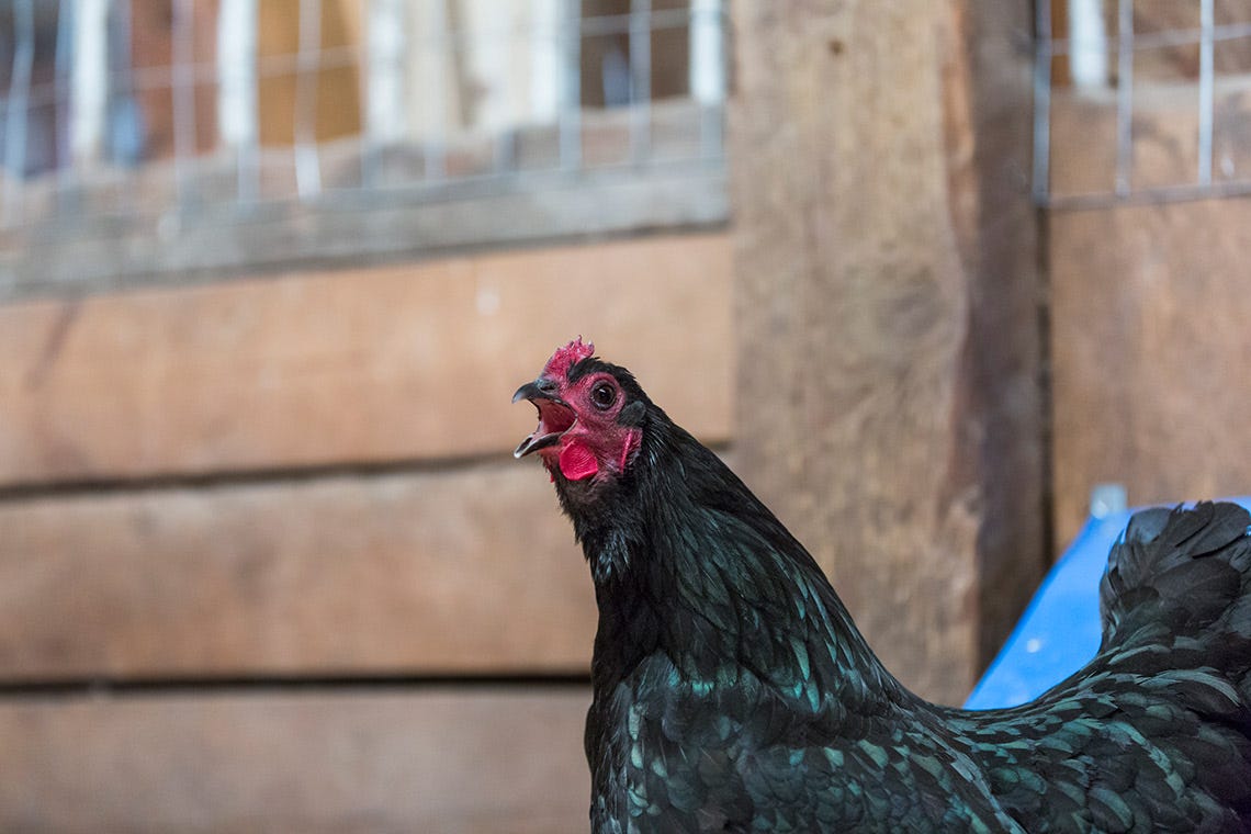 can-i-make-my-chickens-lay-more-eggs