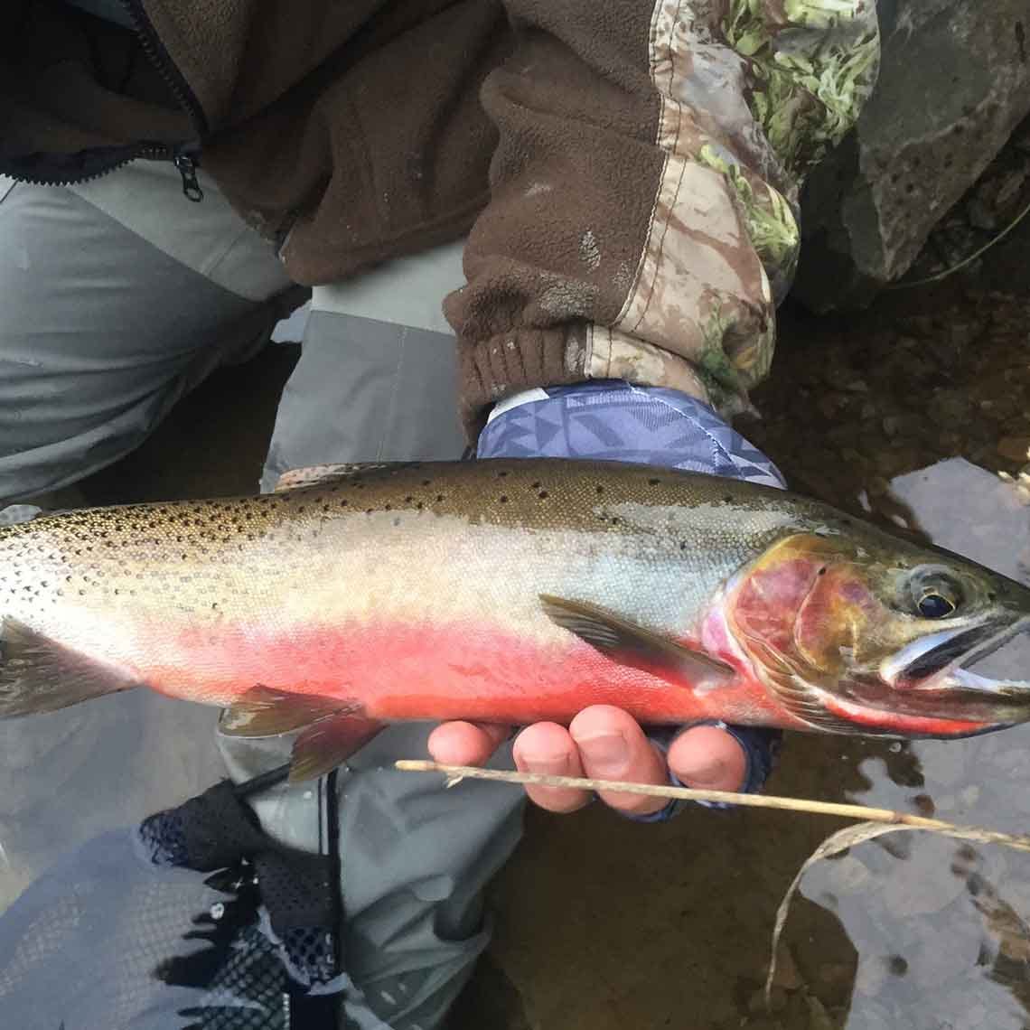 cdafishingreport