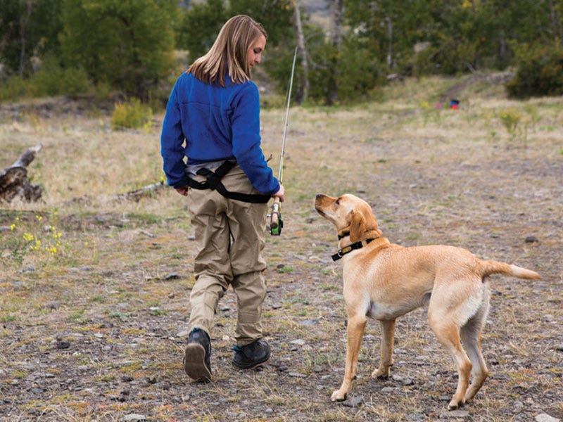 Grain Free Dog Food: Who Needs It?