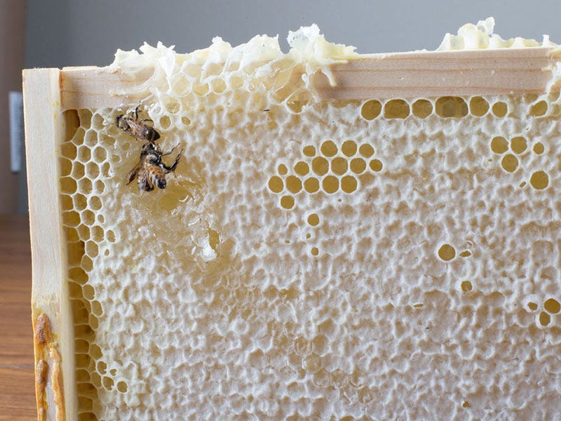 Homestead Honey: A First Attempt at Beekeeping and what we Learned
