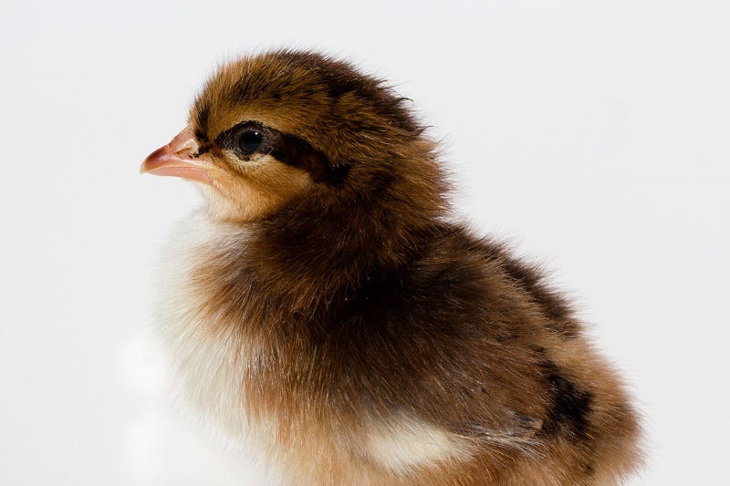 how-do-i-get-more-eggs-from-my-chickens