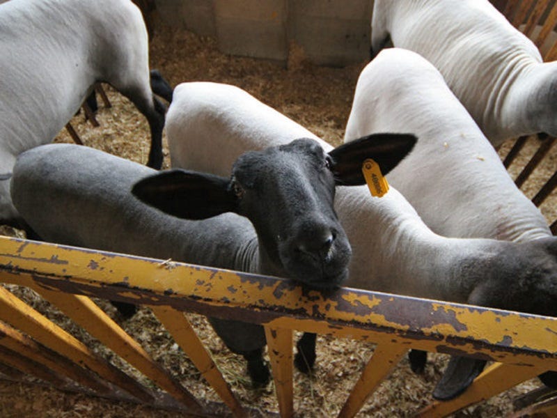 How To Build A Sheep Pen