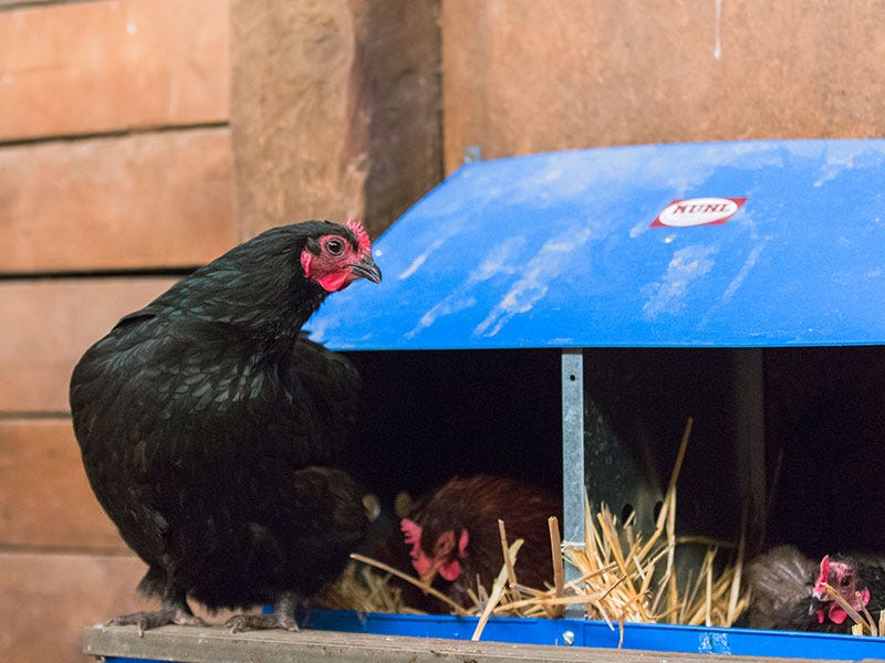 More Eggs from Layer Chickens: A Complete Guide
