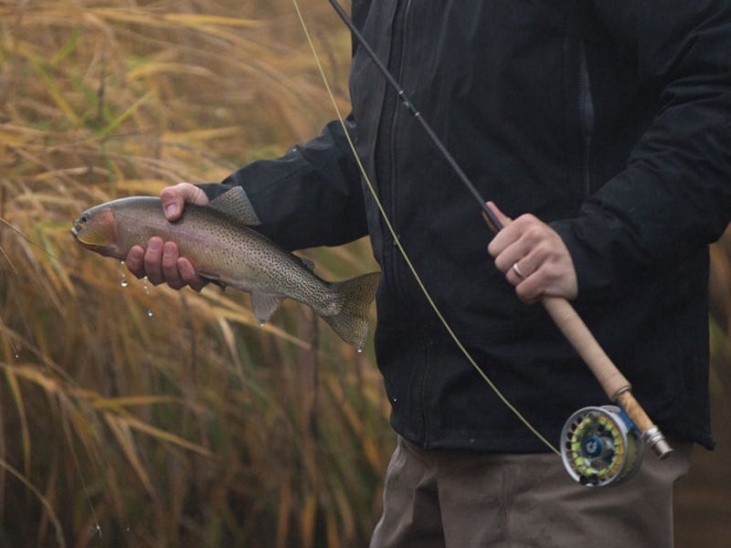 Westslope Cutthroat Trout: A Success Story