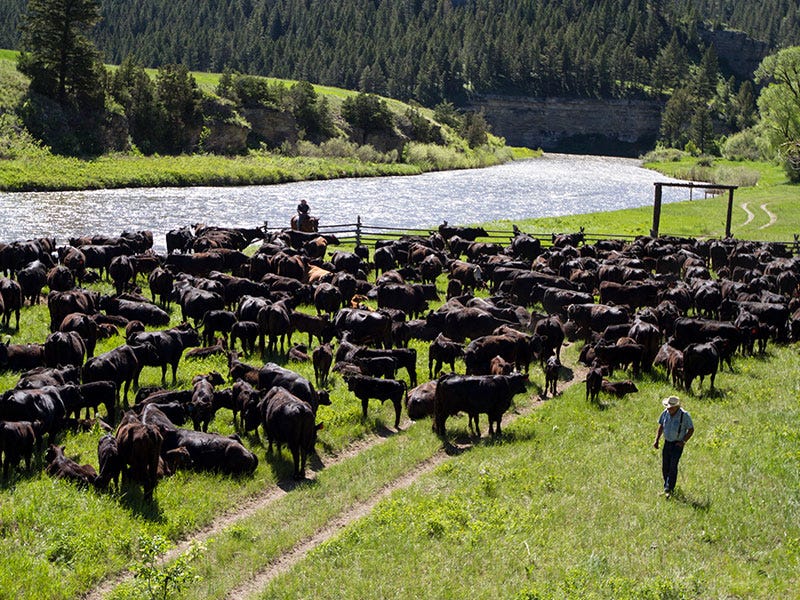 The Anderson Experiment: 12 Months of Zoetis on a Cattle Ranch