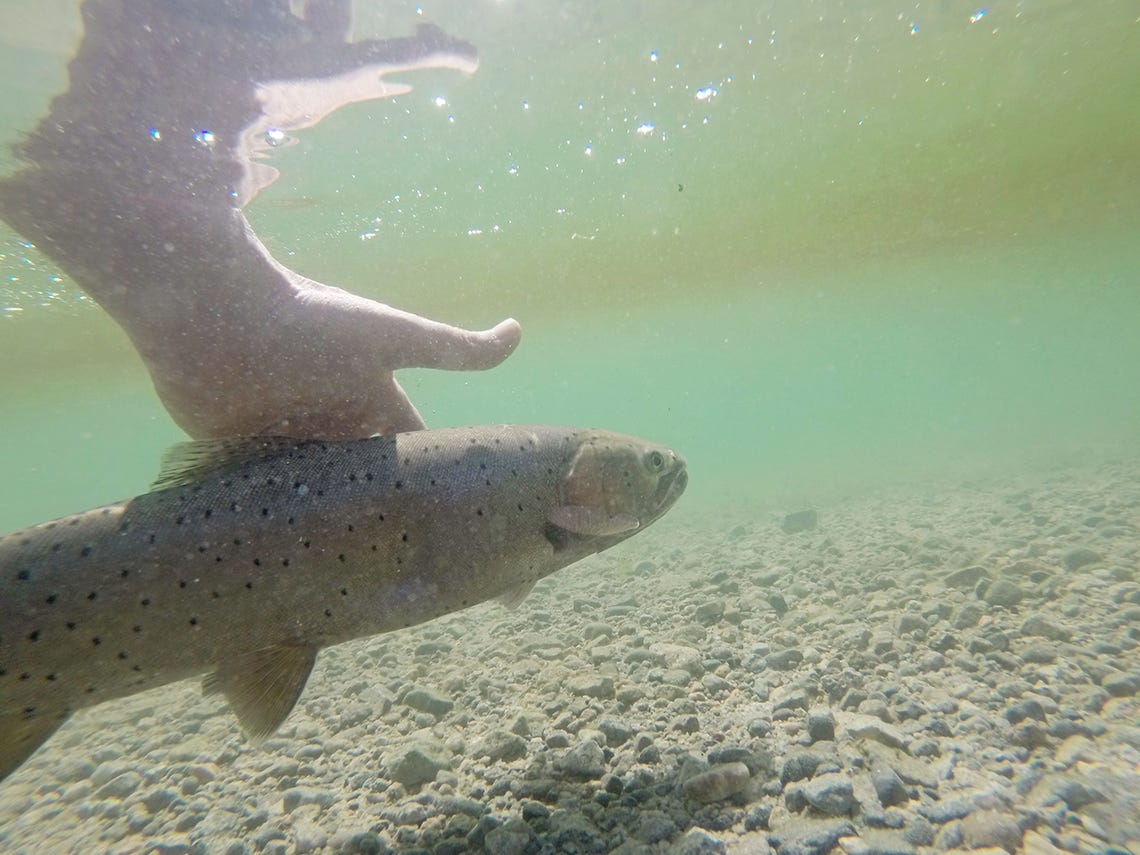 DCIM104GOPRO