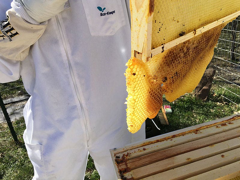 Beekeeping: Sophomore Season