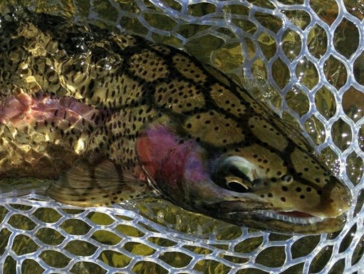 bwo eater