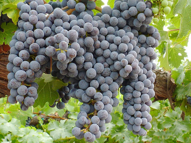 Growing Grapes in Montana: Quick Tips & Types