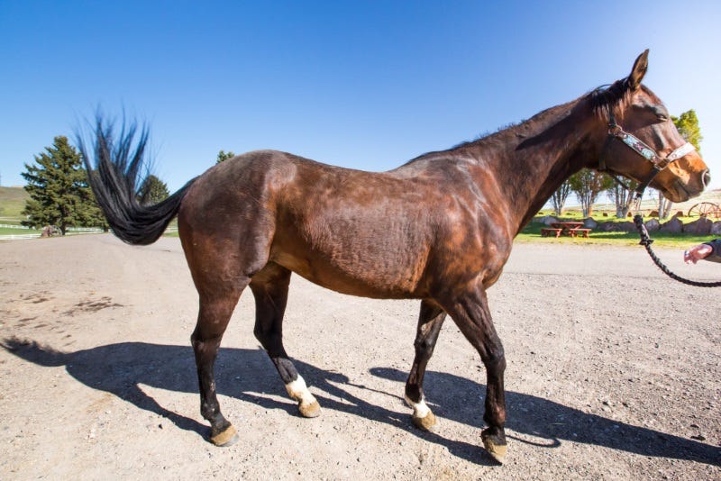 horse-health-zoetis-3