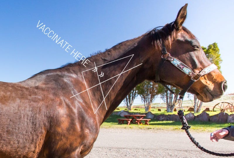 horse-health-zoetis-3