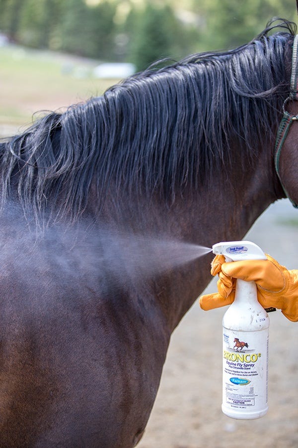 keep-ticks-off-your-horse-1