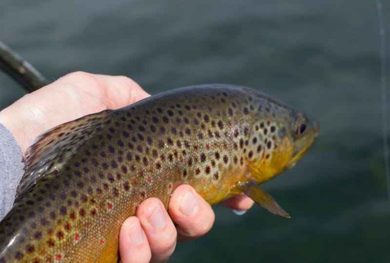Three Ways to Float the Bighorn River (3)