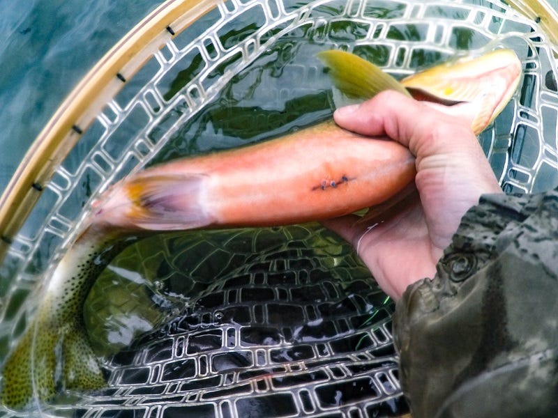 What To Do If You Catch A Tagged Fish