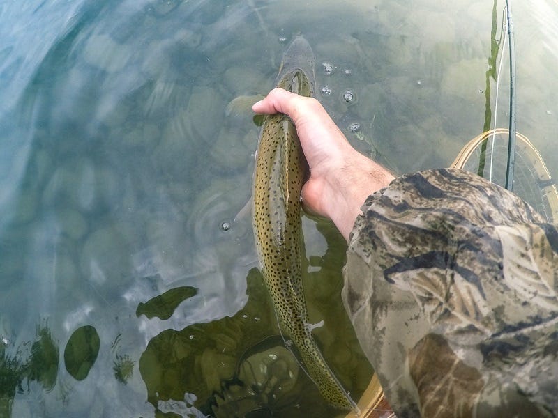 What To Do If You Catch A Tagged Fish (3)