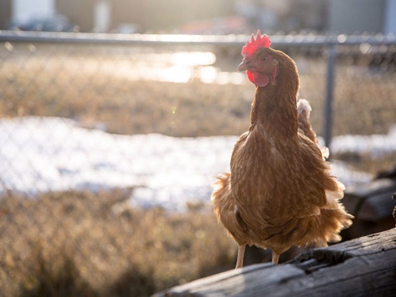 How NOT to Chicken Farm