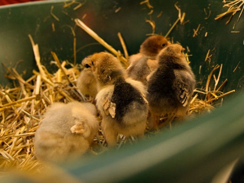 How to Keep Baby Chicks Warm Without Electricity