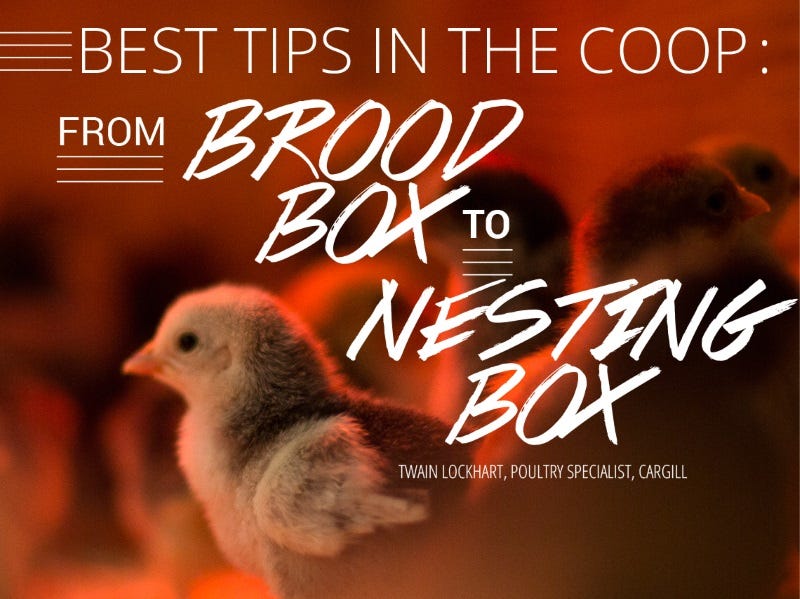 From Brood Box to Layers: A Guide to Raising Baby Chickens