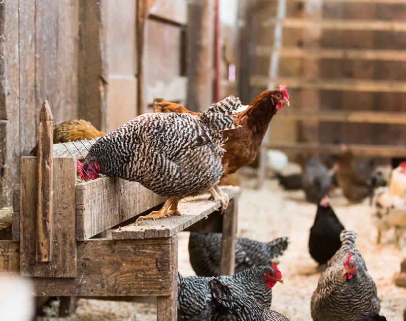 how-to-raise-baby-chickens-2