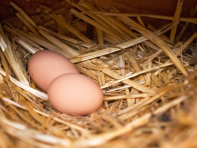 how-to-raise-chickens-from-babies-to-hens