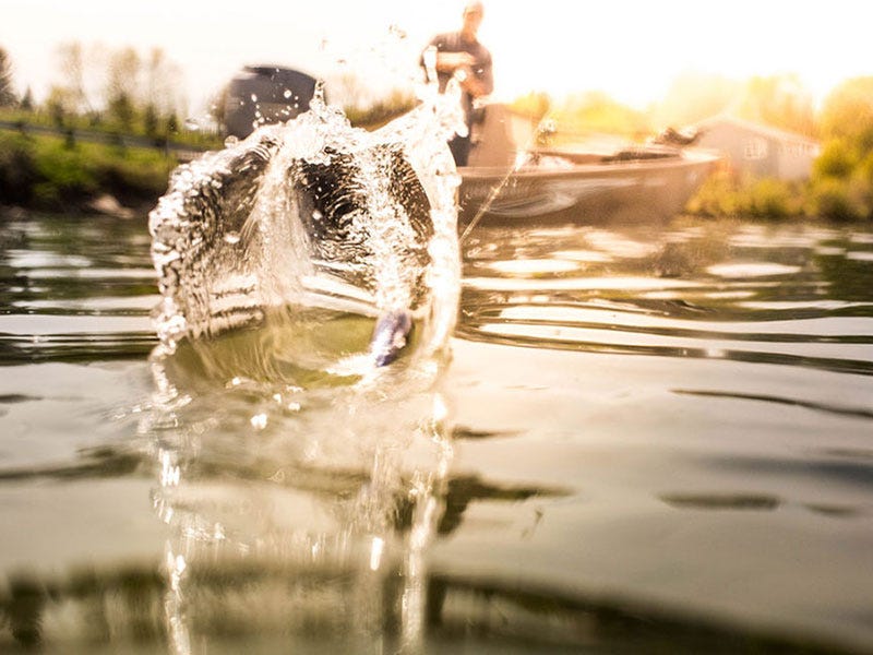 One Lure: The Shad Challenge