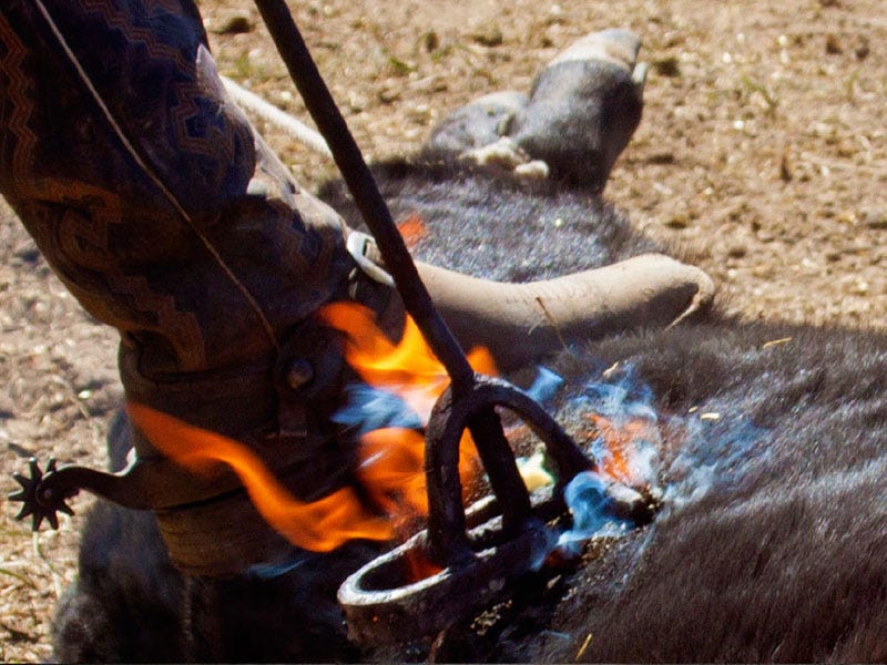 Ranch Brands: History of Smoke and Hair