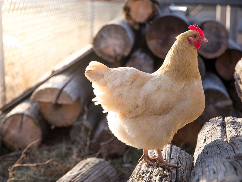 Red Carpet Chickens