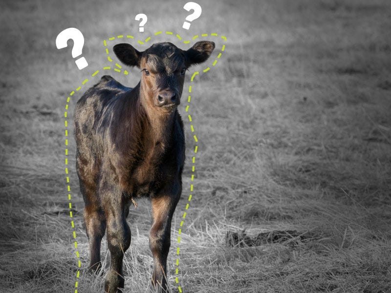 So Who Takes Care of the Calf?