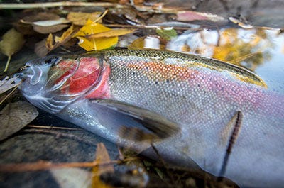 Steelhead Science for Anglers