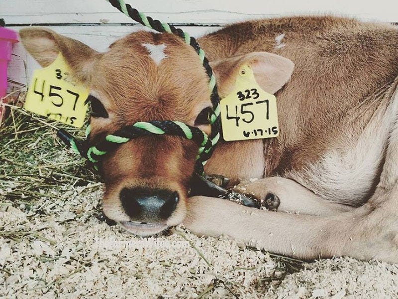 4-H Kids:  Journey to the Fair