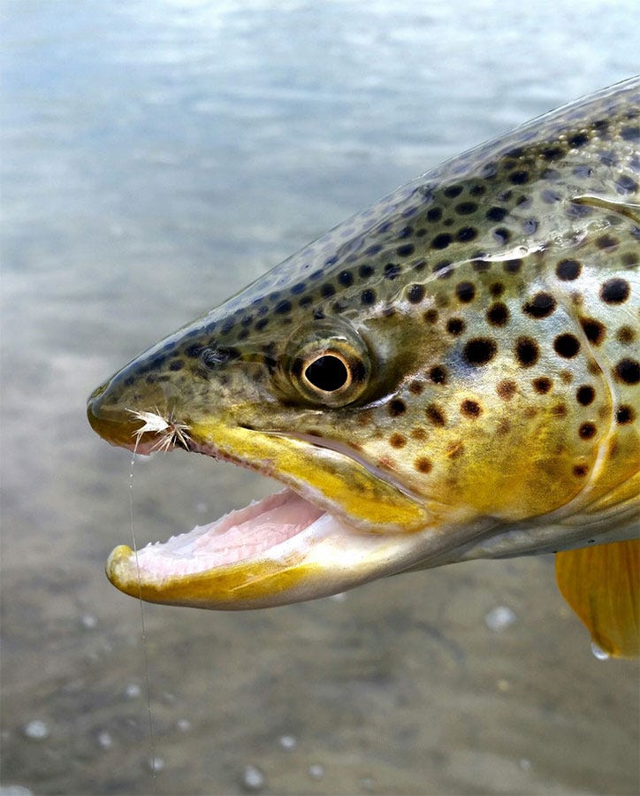 68brown