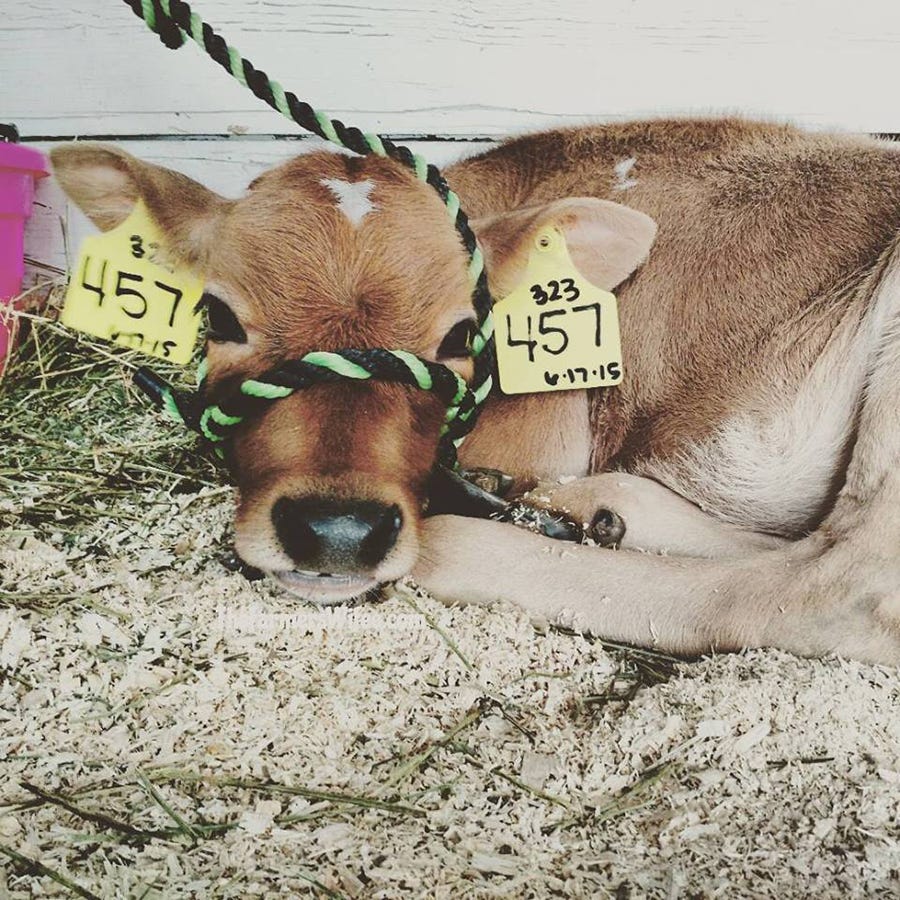 tiny-fair-calf-2015