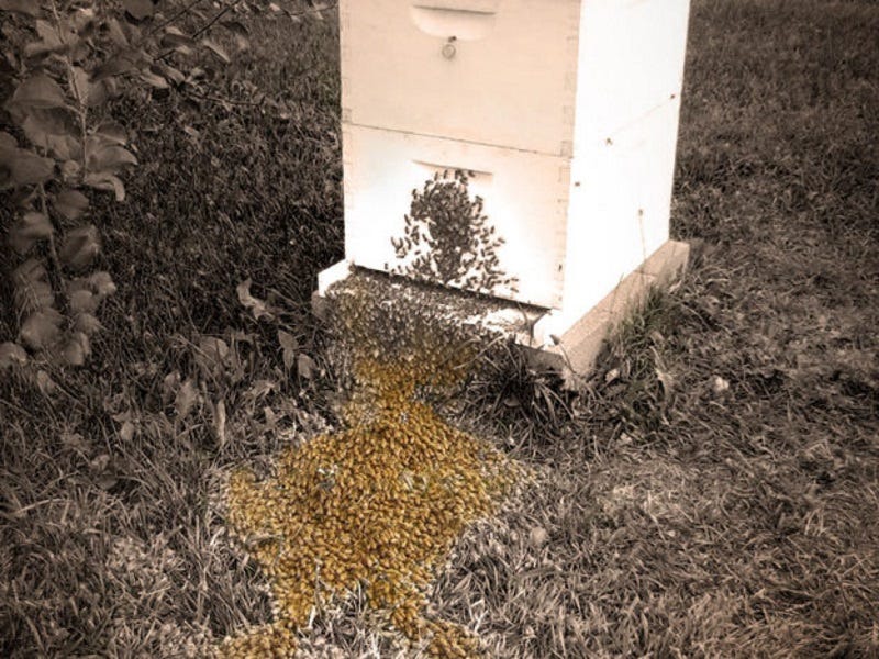 Beekeeping in Urban & Suburban Neighborhoods